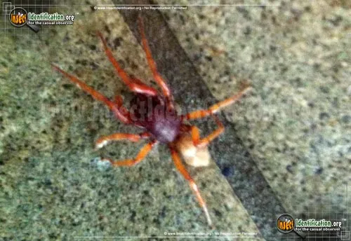 Sowbug Killer Spider - photo 3