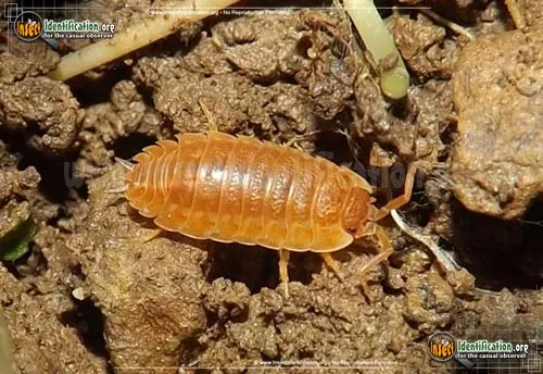 Sowbug - photo 2