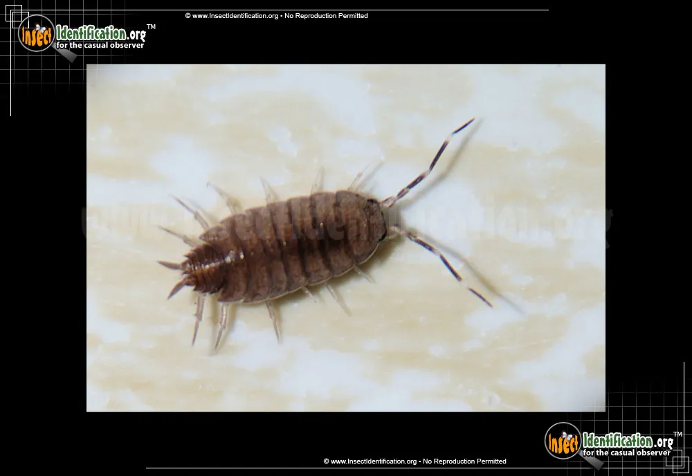 Sowbug - photo 3