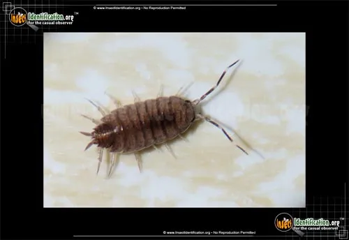 Sowbug - photo 4