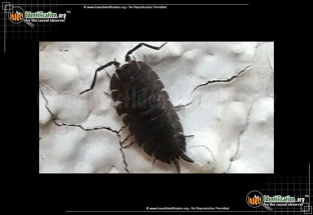 Sowbug - photo 5