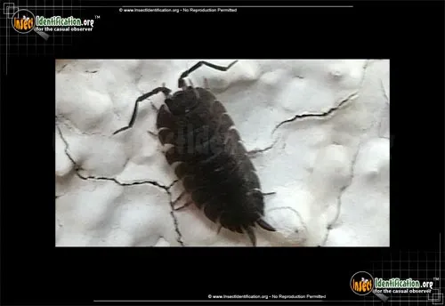Sowbug - photo 6