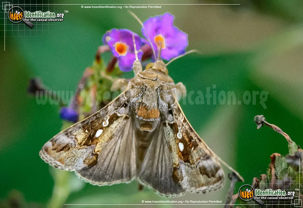 Soybean Looper - Chrysodeixis includens
