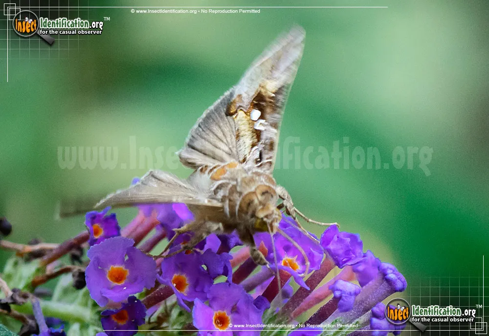 Soybean Looper - photo 5