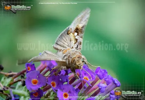 Soybean Looper - photo 6