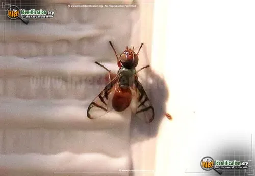 Soybean Nodule Fly - photo 2