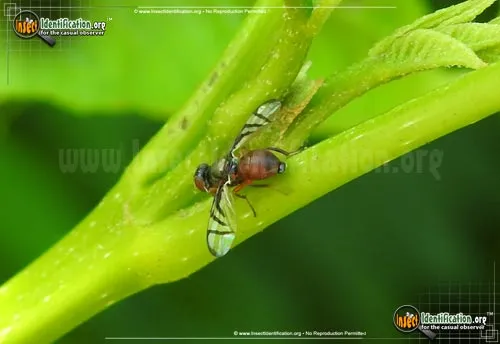 Soybean Nodule Fly - photo 4