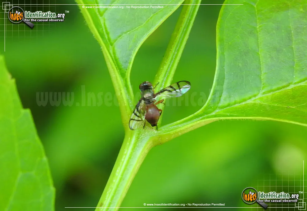 Soybean Nodule Fly - photo 5