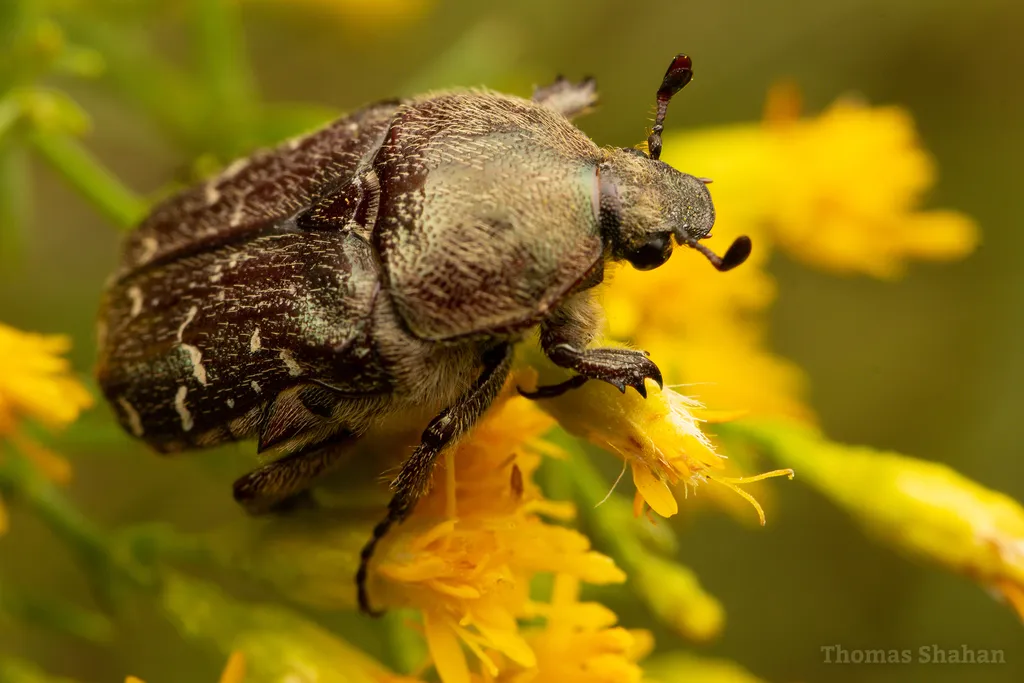 Spangled Flower Beetle - photo 2