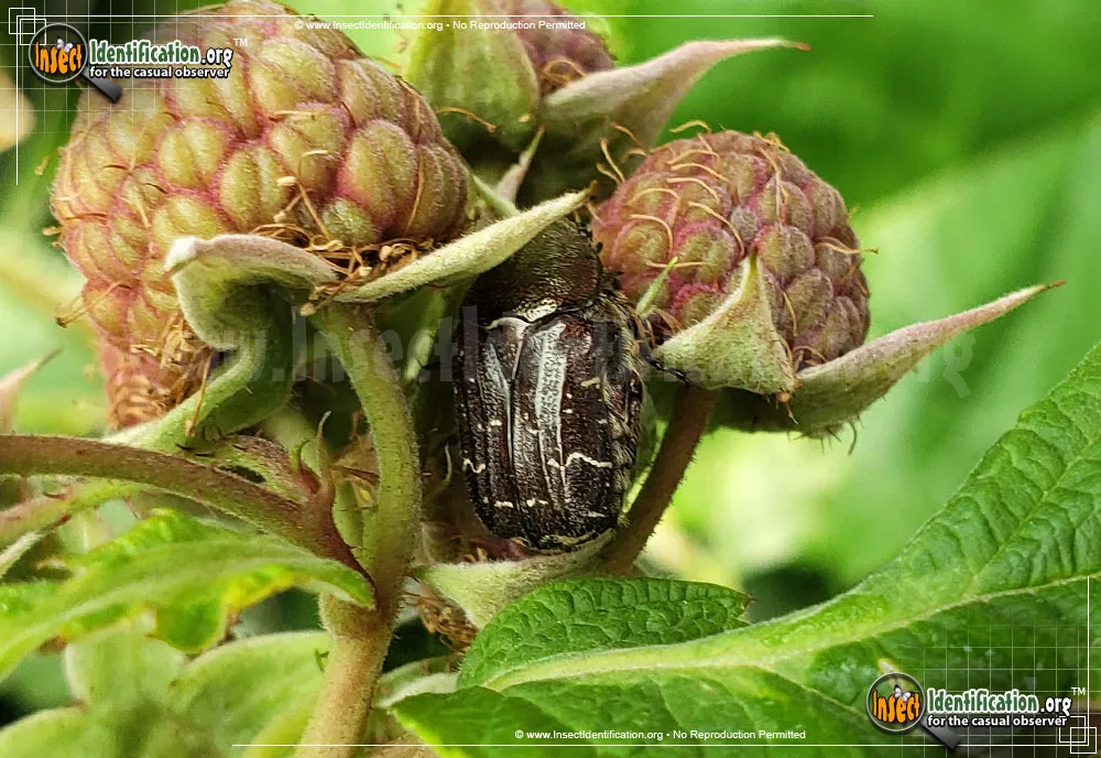 Spangled Flower Beetle - photo 3