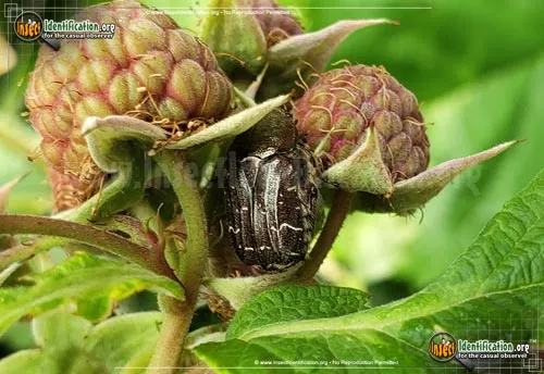 Spangled Flower Beetle - photo 4