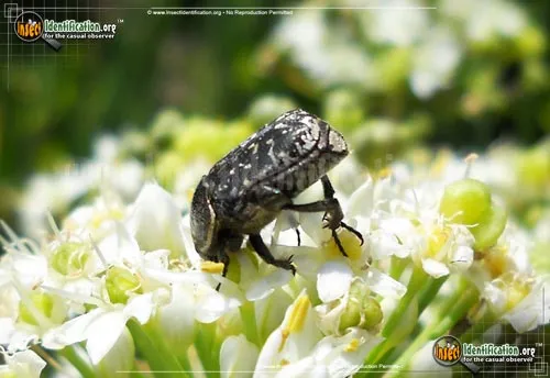Spangled Flower Beetle - photo 6