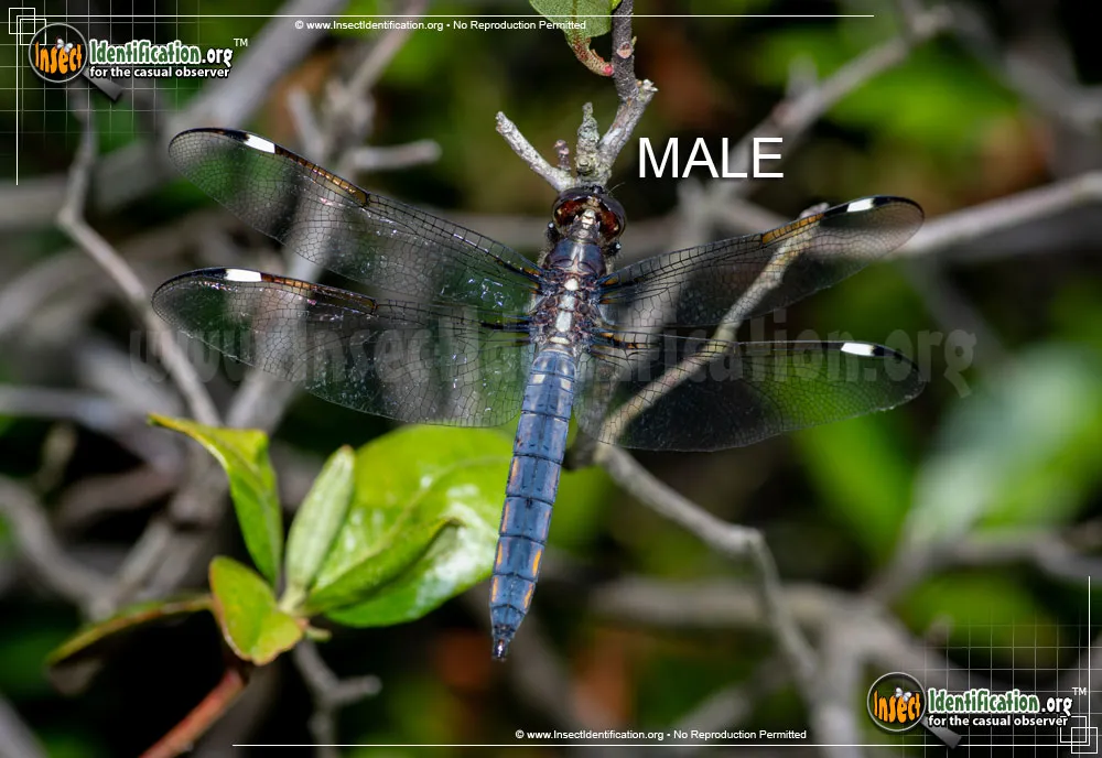 Spangled Skimmer