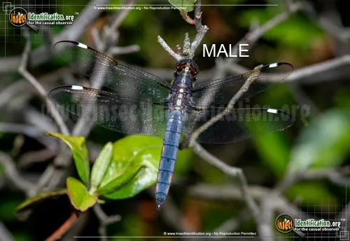 Spangled Skimmer - photo 2