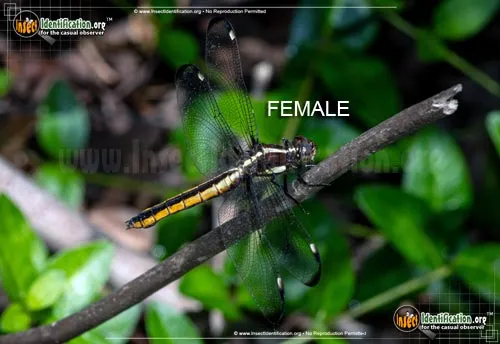 Spangled Skimmer - photo 4