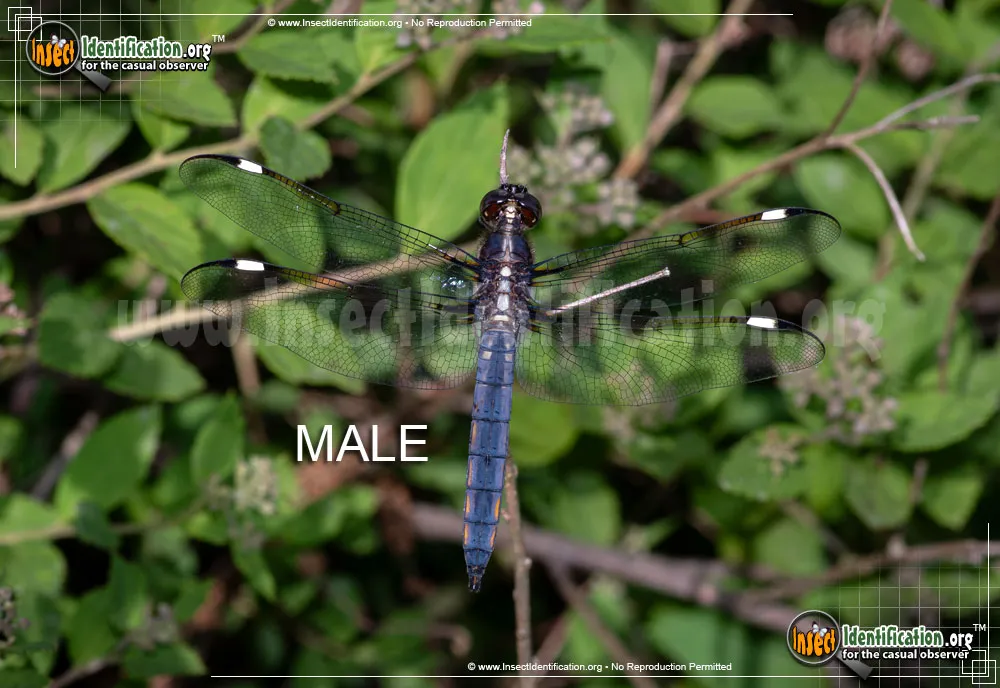 Spangled Skimmer - photo 5
