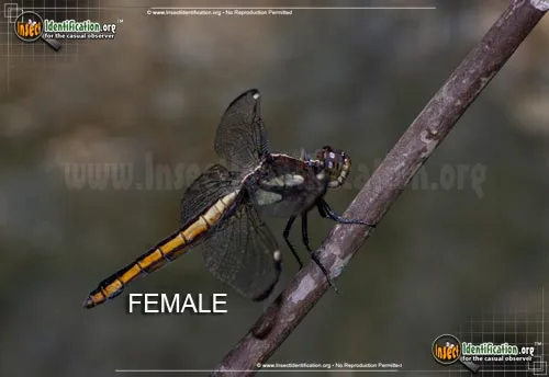 Spangled Skimmer - photo 8