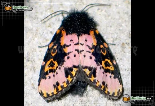 Spanish Moth - photo 2