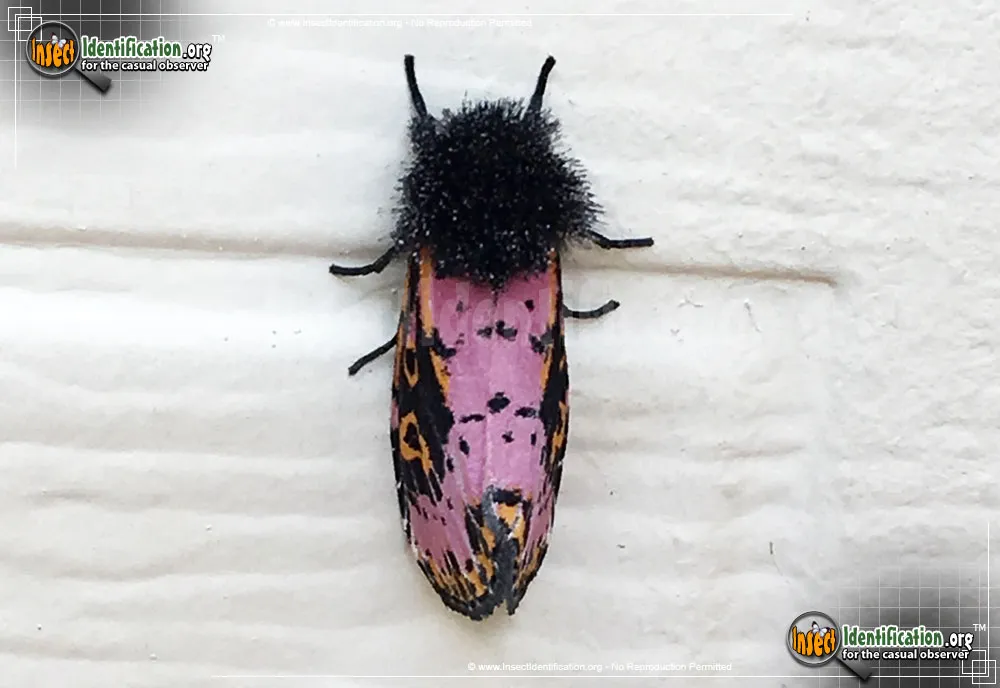 Spanish Moth - photo 3