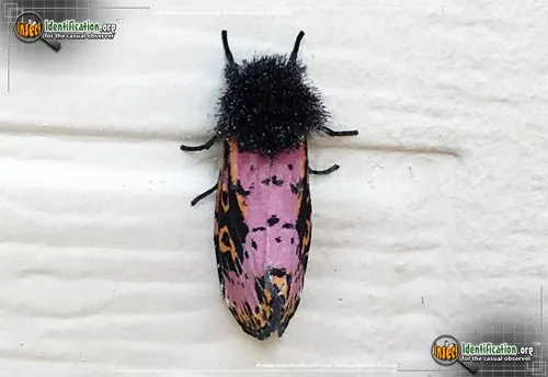Spanish Moth - photo 4