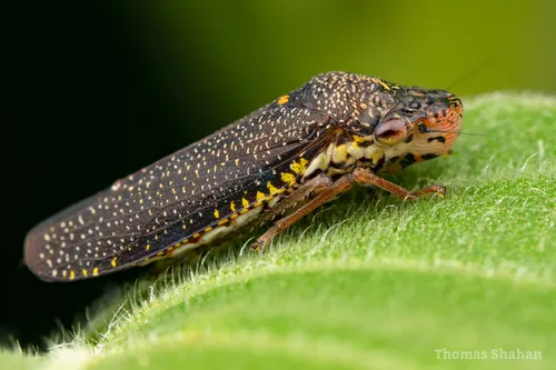 Speckled Sharpshooter