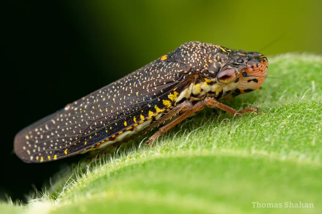 Speckled Sharpshooter - photo 2
