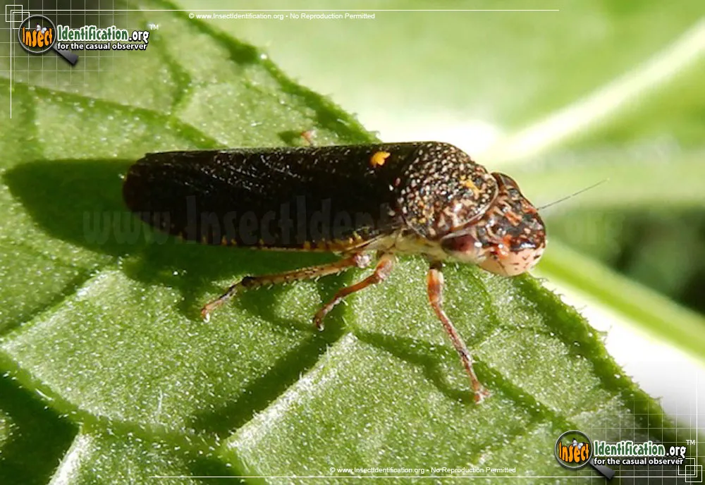 Speckled Sharpshooter - photo 4