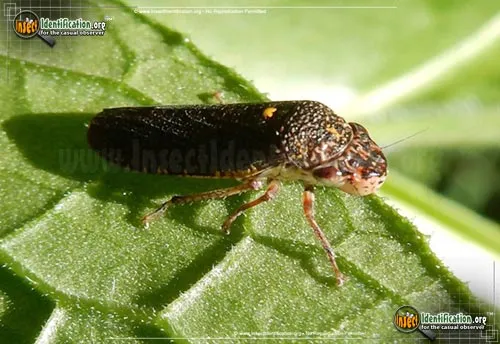 Speckled Sharpshooter - photo 5