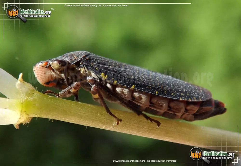 Speckled Sharpshooter - photo 7