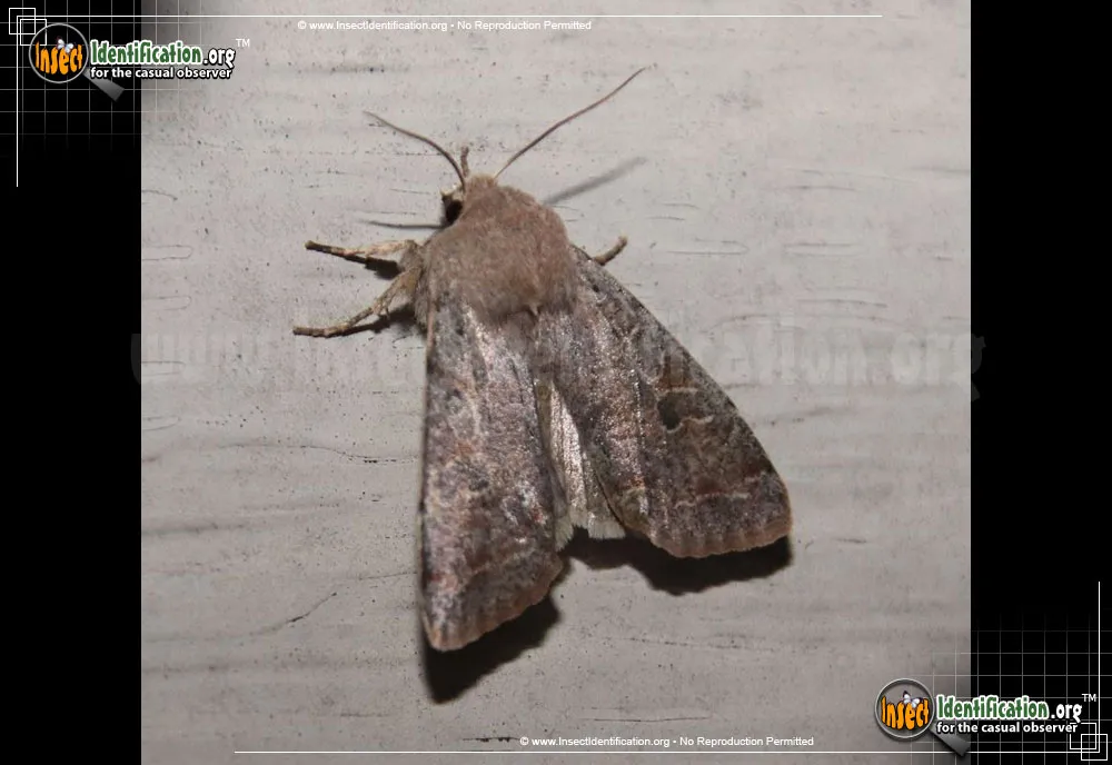 Speckled Green Fruitworm Moth - photo 3