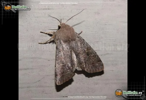Speckled Green Fruitworm Moth - photo 4