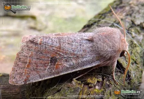 Speckled Green Fruitworm Moth - photo 6