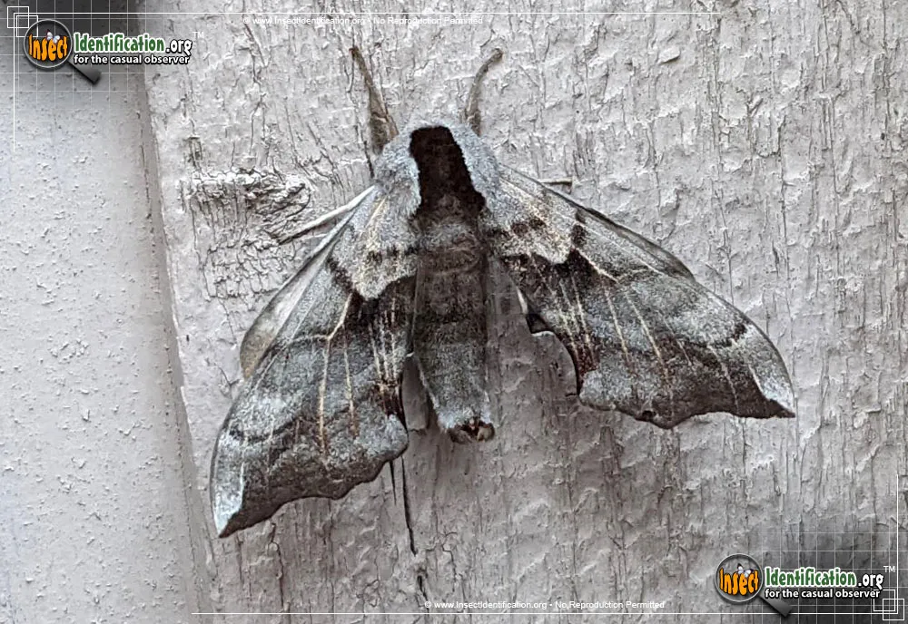 Sphinx Moth