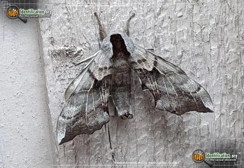 Sphinx Moth - photo 2