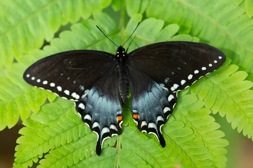 Spicebush Swallowtail Butterfly