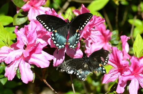 Spicebush Swallowtail Butterfly - photo 8