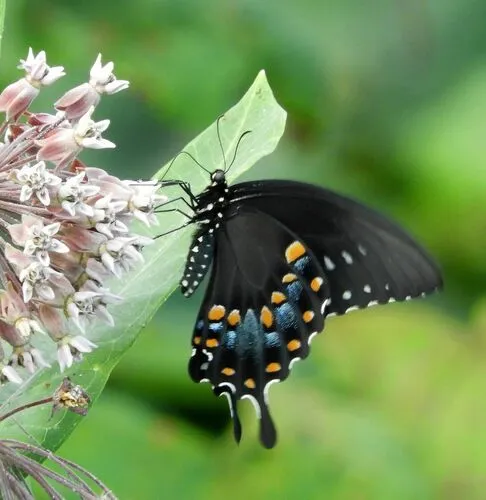 Spicebush Swallowtail Butterfly - photo 2
