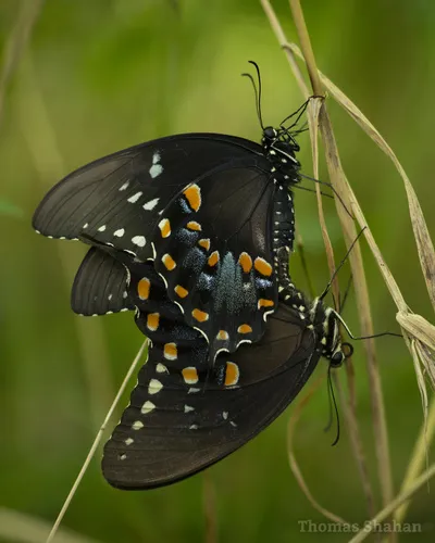Spicebush Swallowtail Butterfly - photo 3