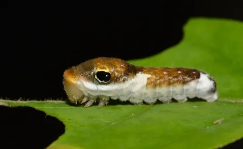 Spicebush Swallowtail Butterfly - photo 4