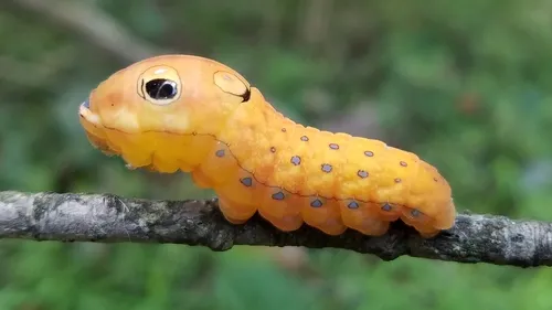 Spicebush Swallowtail Butterfly - photo 5