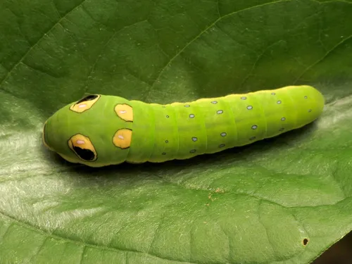 Spicebush Swallowtail Butterfly - photo 6