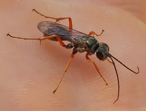Spider Wasp