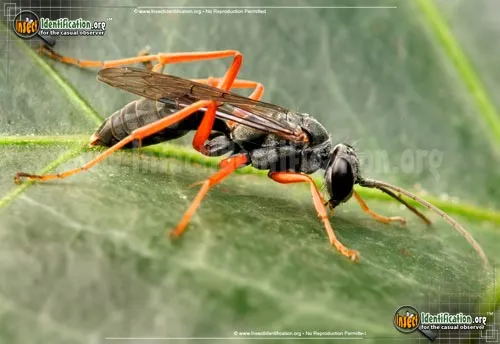Spider Wasp - photo 4