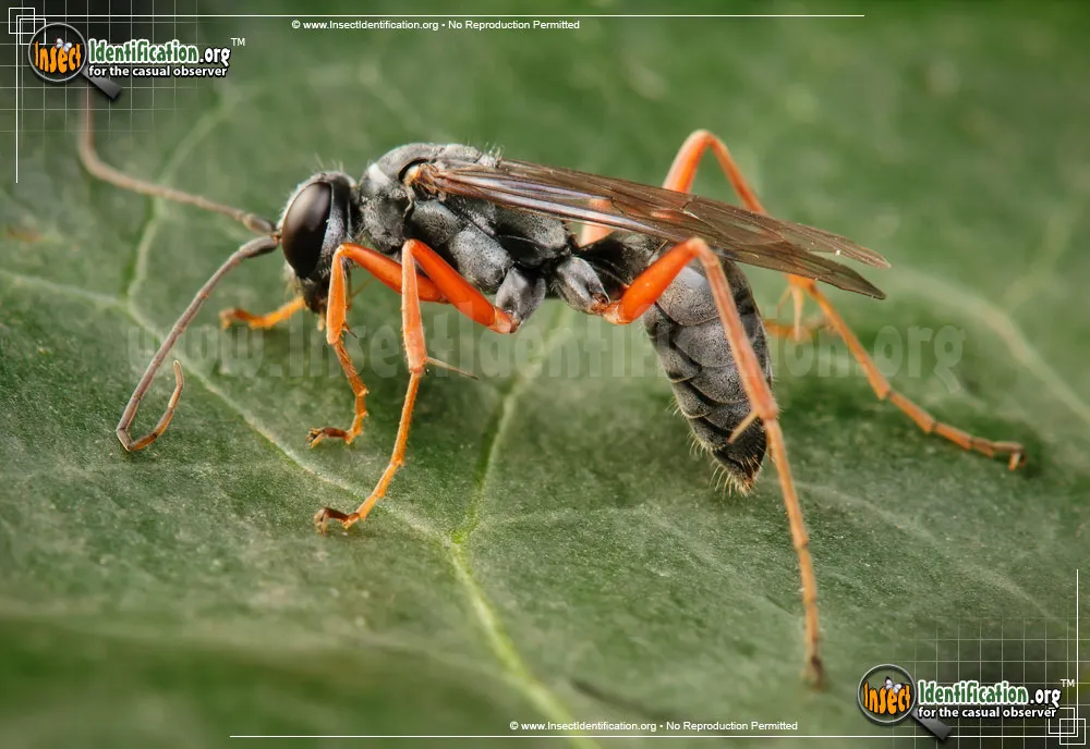Spider Wasp - photo 5