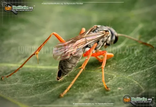 Spider Wasp - photo 6