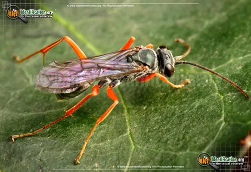Spider Wasp - photo 7