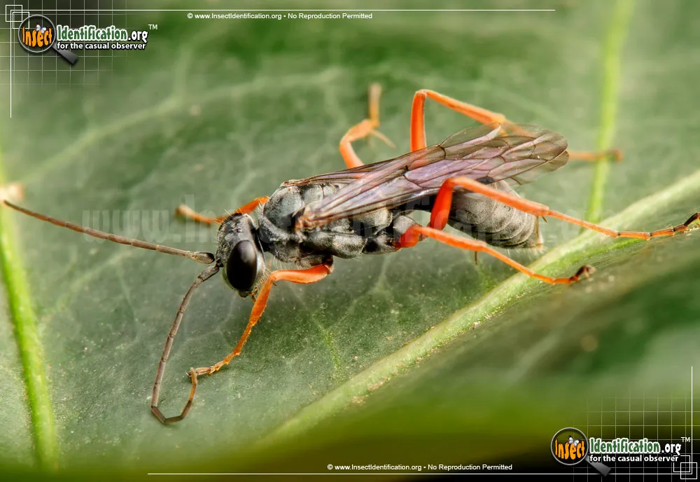 Spider Wasp - photo 8