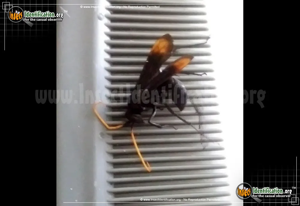Spider Wasp