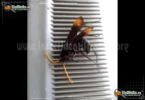 Spider Wasp - photo 2