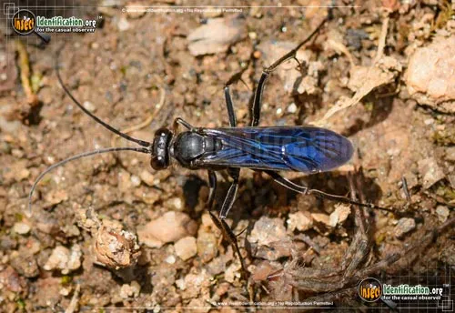 Spider Wasp - photo 2